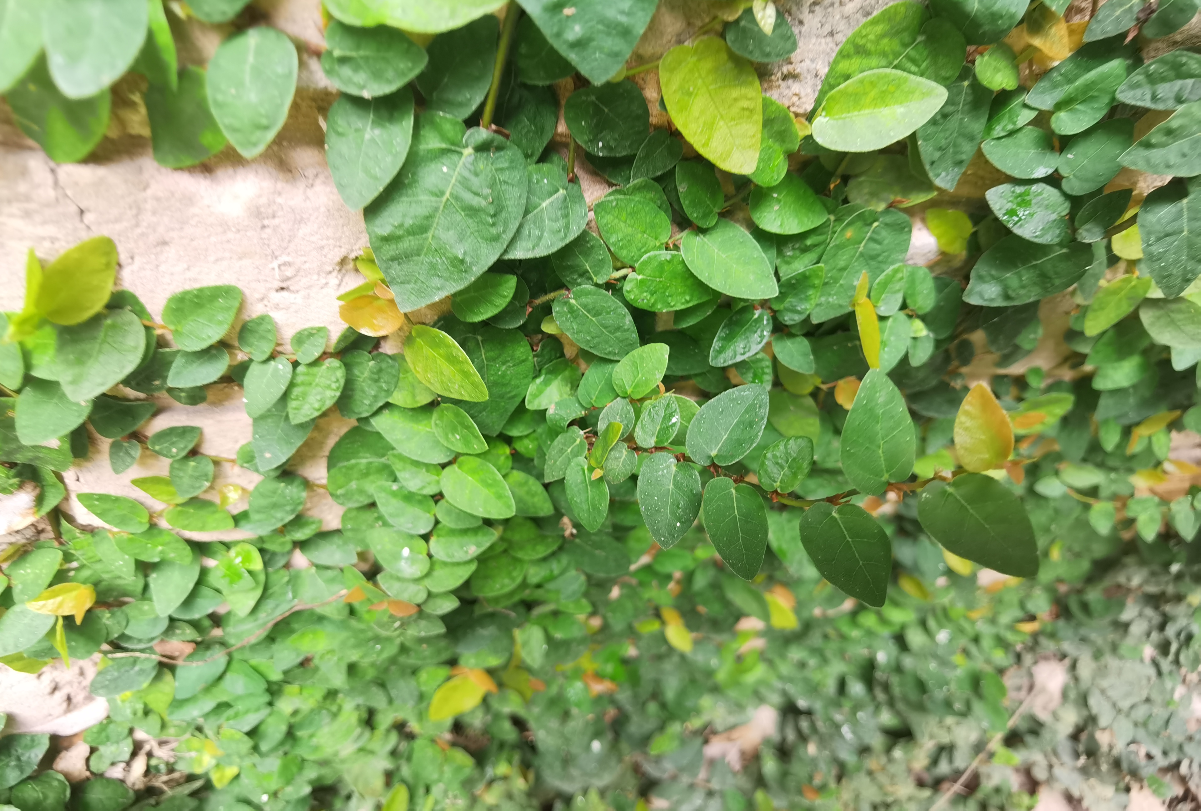 薜荔