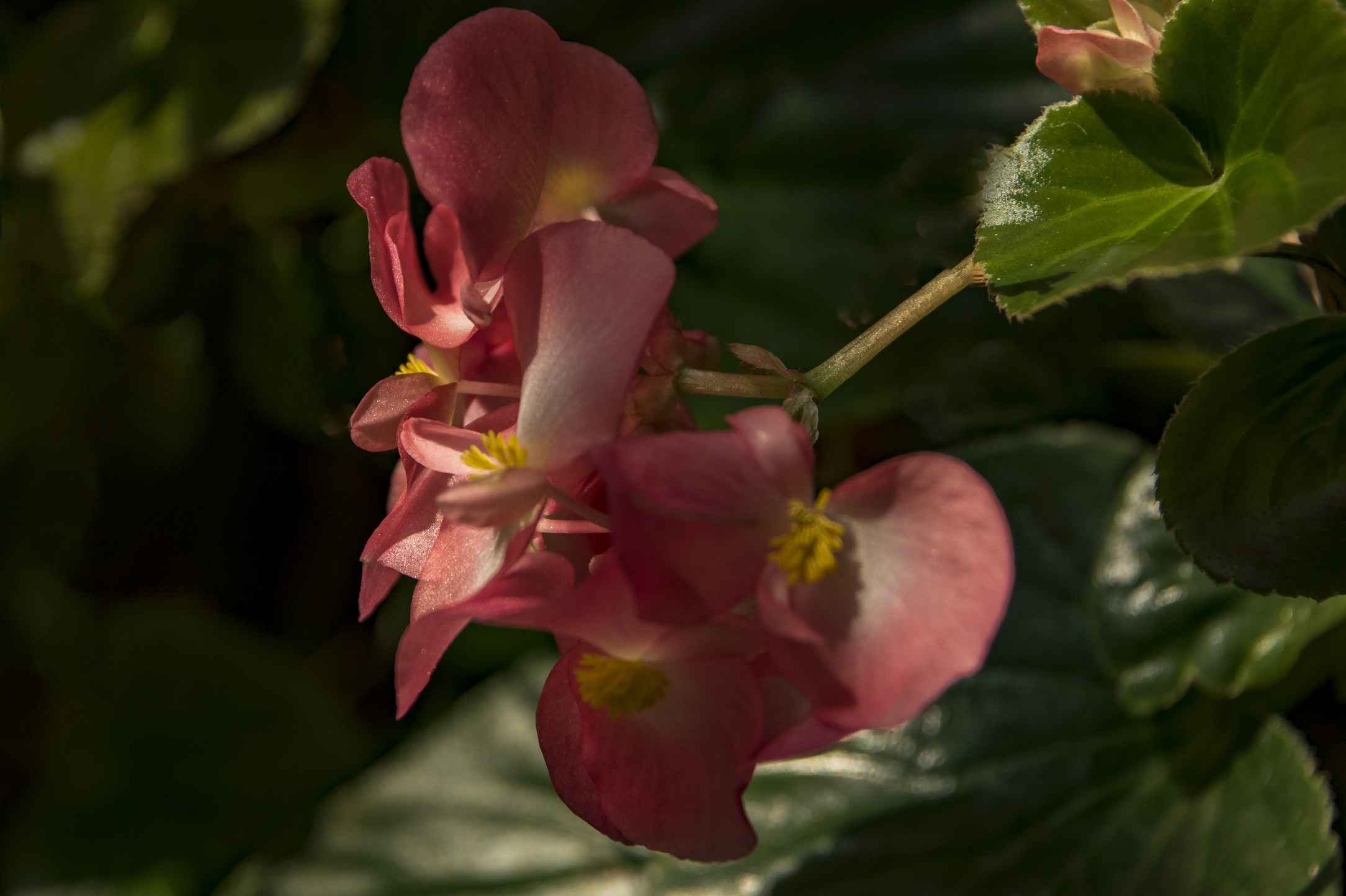 秋海棠(原亚种)