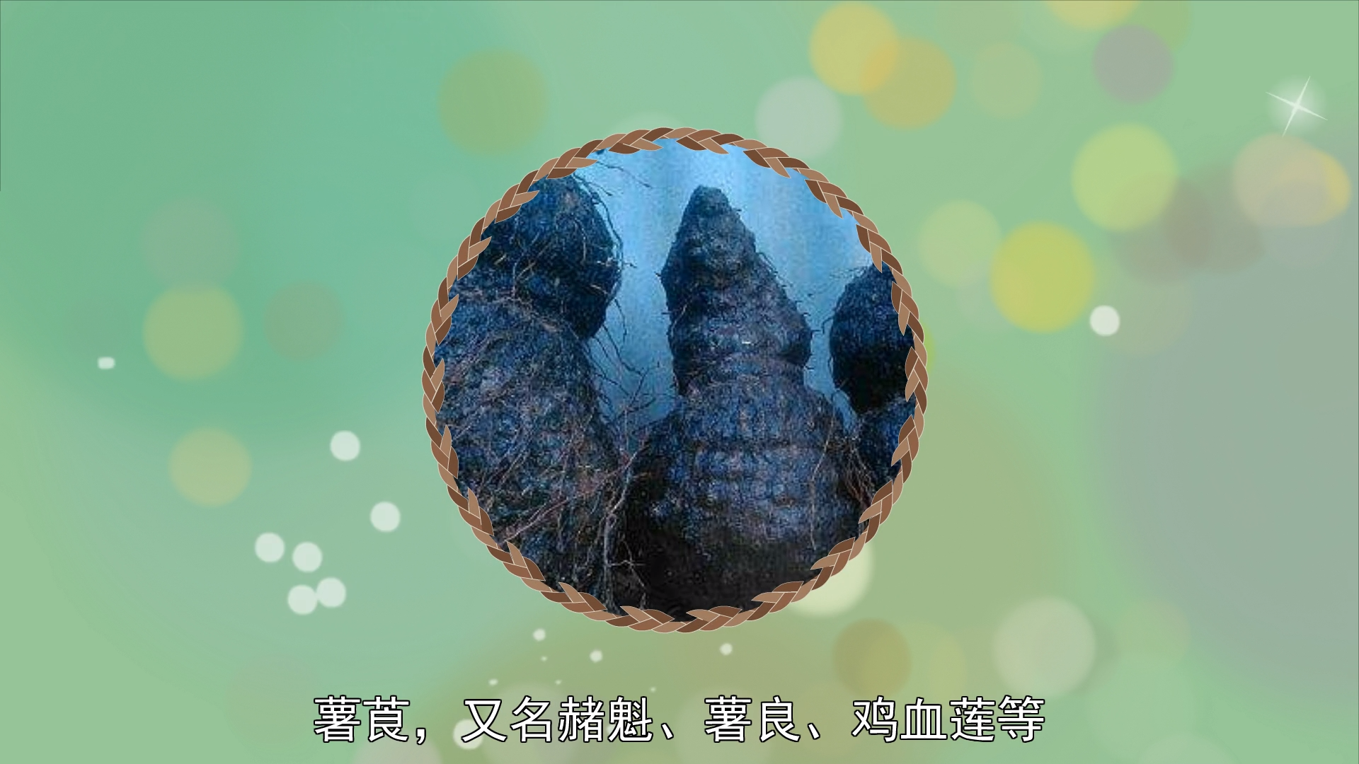 薯莨:薯蓣属藤本植物