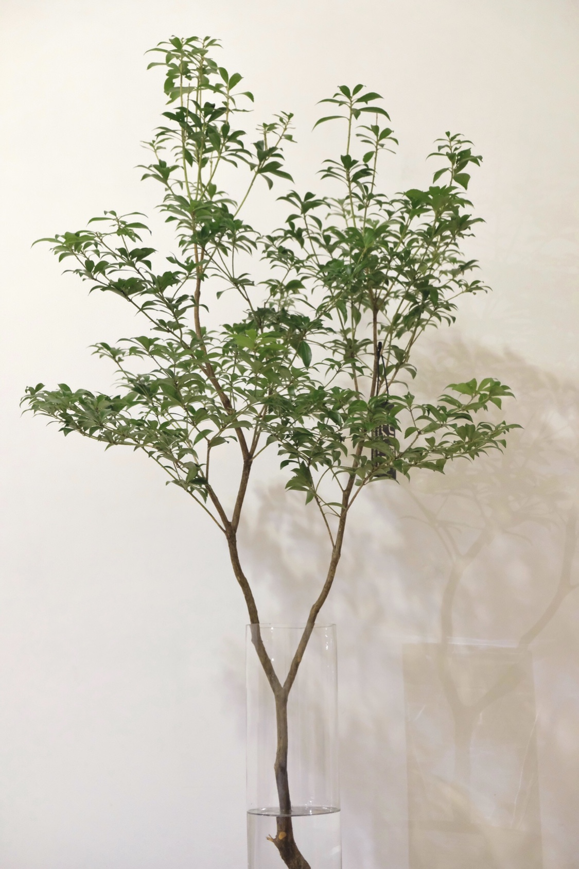 马醉木