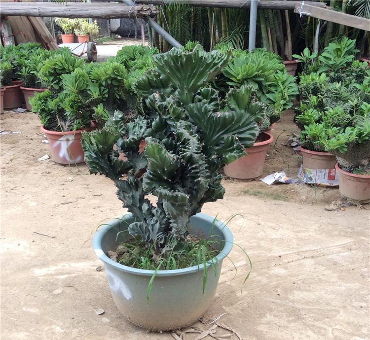  p data-id="gnbr990jbr">金麒麟是大戟科大戟属植物,原产于美洲.