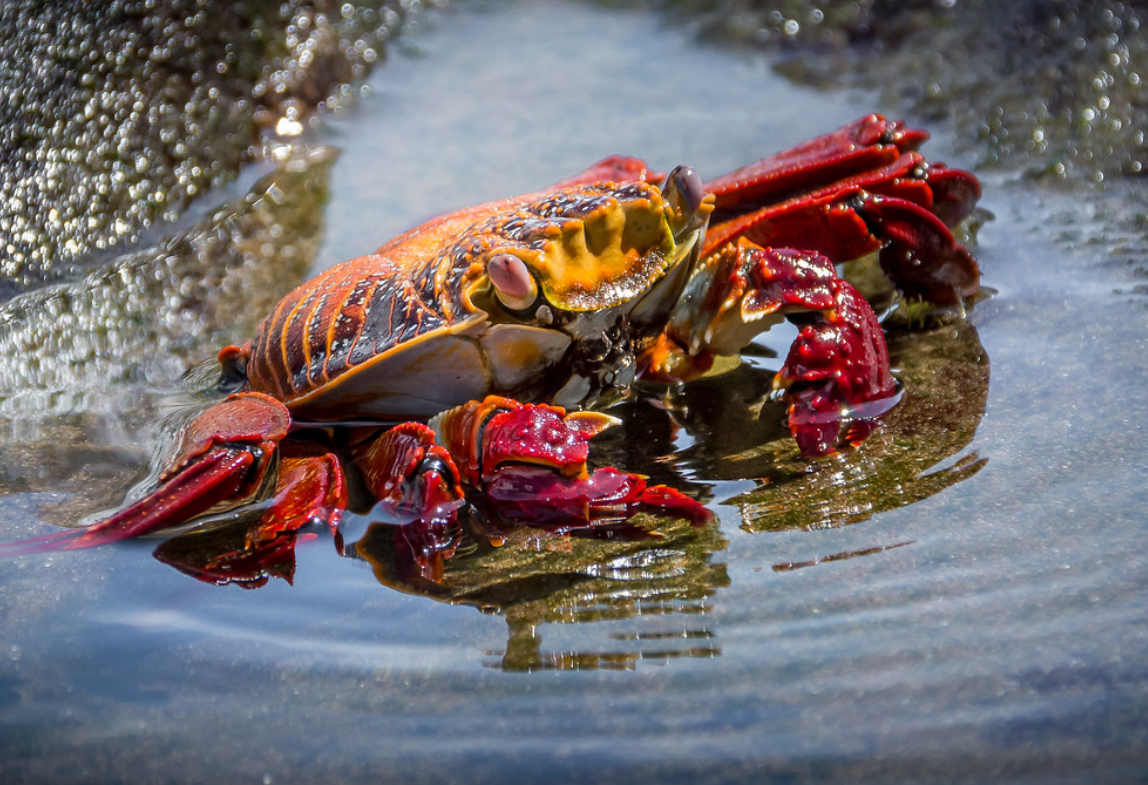 目,方蟹科的一种典型的 a target="_blank" href="/item/螃蟹/395"