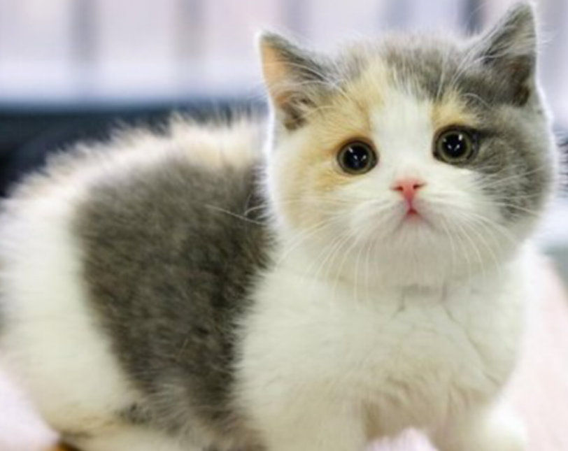 传闻中不可抵挡的三花猫魅力 百科ta说