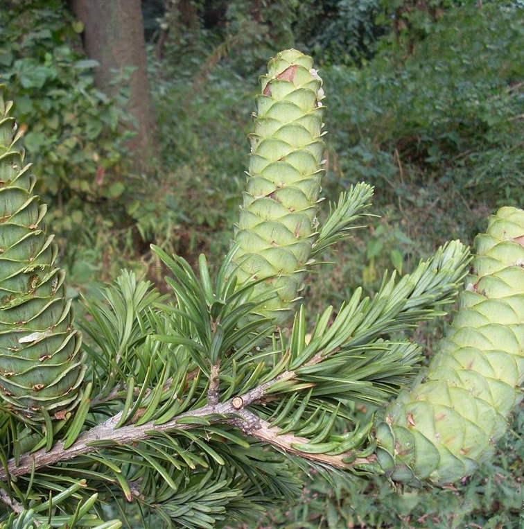 class="ref" data-ctrid="tb7bmoihyaha">黄枝油杉是松科油杉属的乔木