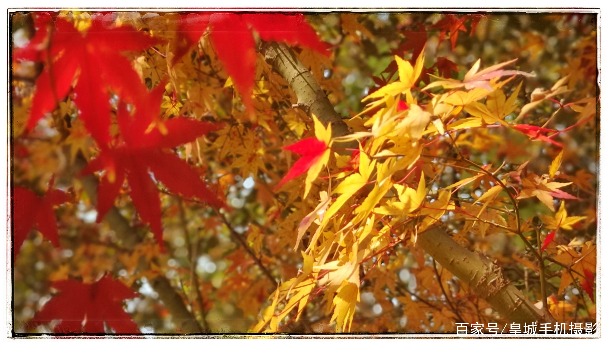 金秋枫叶情 图文赏读 百科ta说