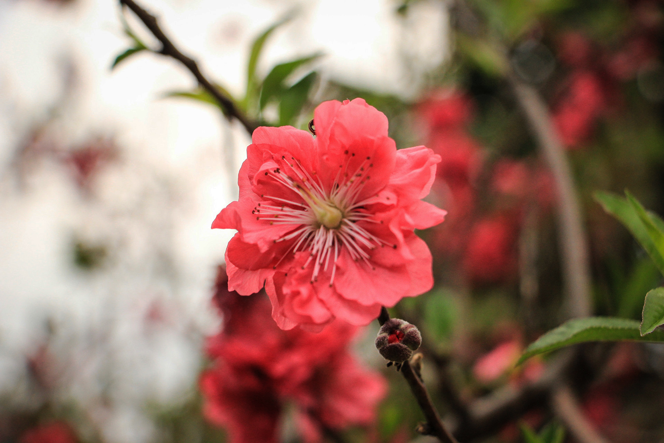 人间四月芳菲尽，山寺桃花始盛开，你是不是只会说这桃花真漂亮？_百科TA说