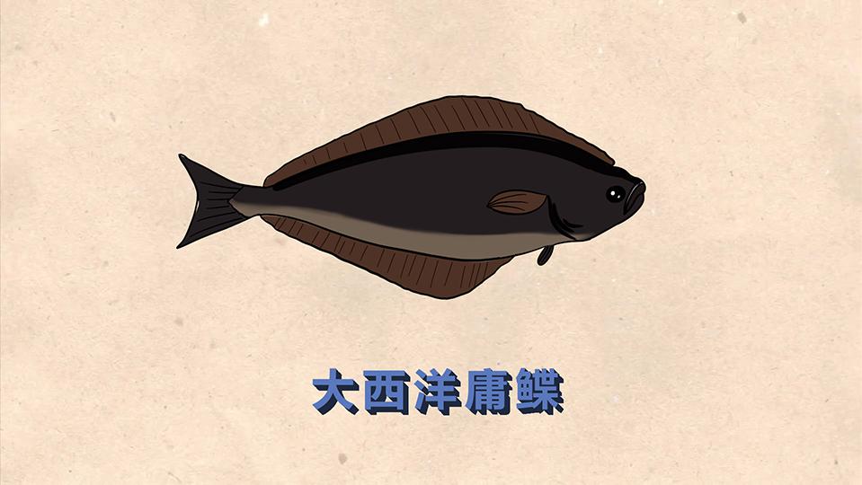 大西洋庸鲽:世界上体形最大的鲆鲽类