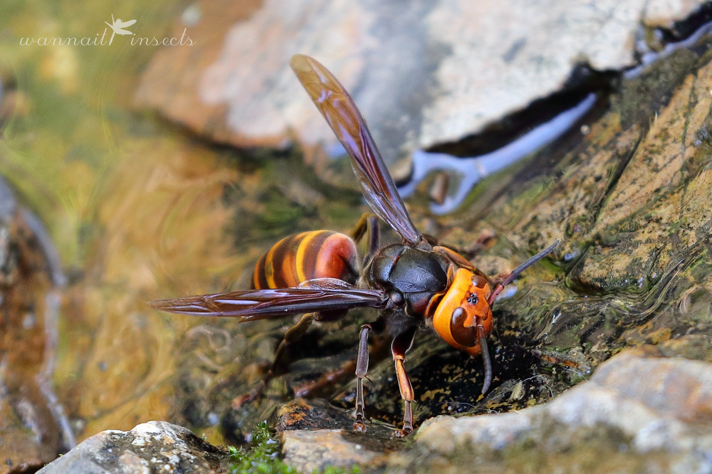 毛角隧蜂河北亚种