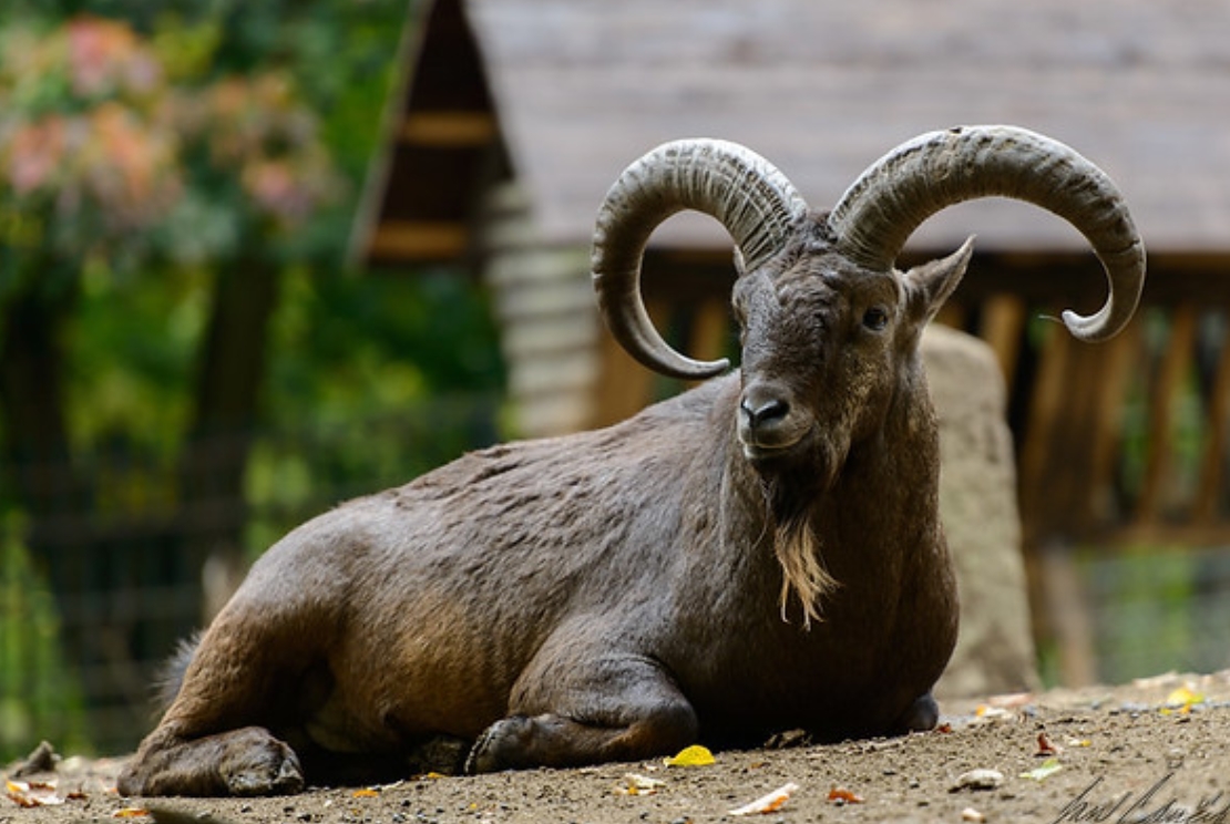 高加索羱羊(学名:  i>capra cylindricornis /i>):是偶蹄目,牛科,山羊
