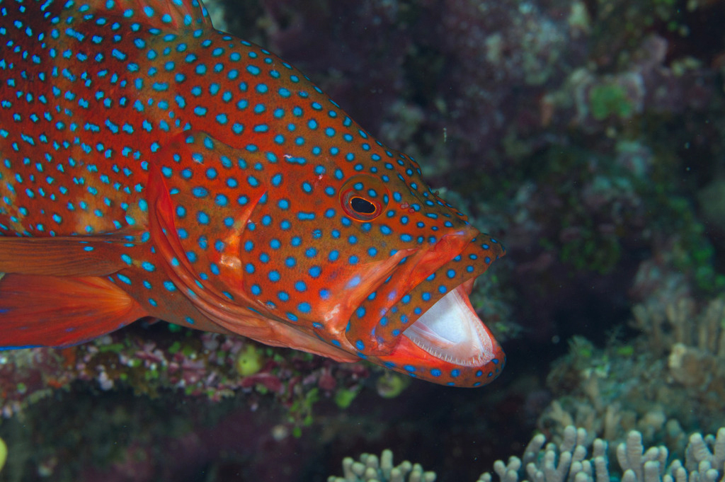  p>青星九棘鲈 (学名: i>cephalopholis miniata /i>)是鮨科,九棘鲈属