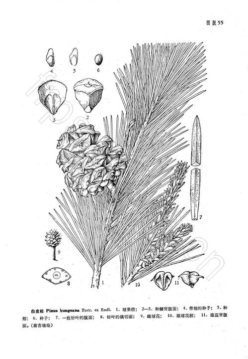  p data-id="gntiodd0wg">白皮松( i>pinus bungeana /i> zucc.