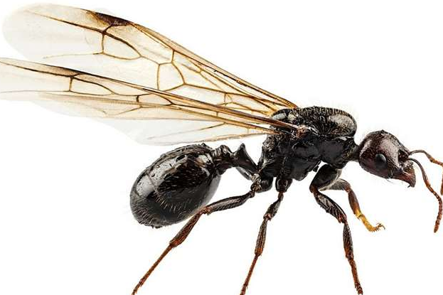 nouri olmi,1987)是 a target="_blank" href="/item/螯蜂科/2612477"