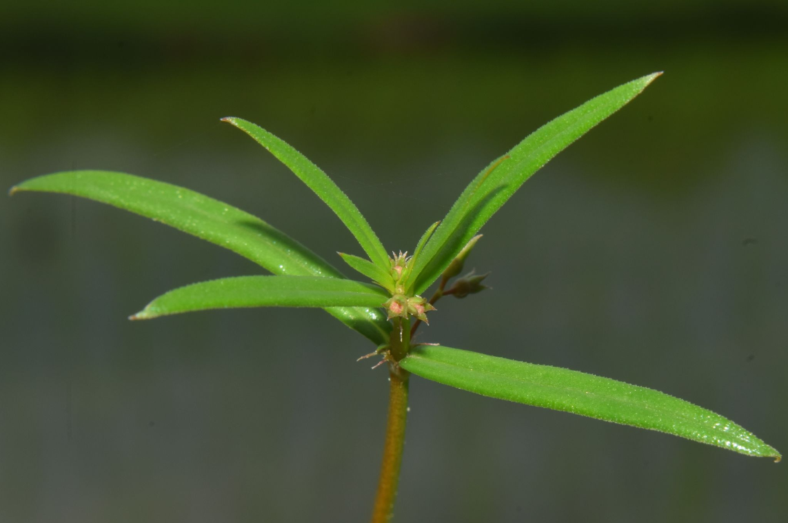 白花蛇舌草（茜草科蛇舌草属植物）_百度百科