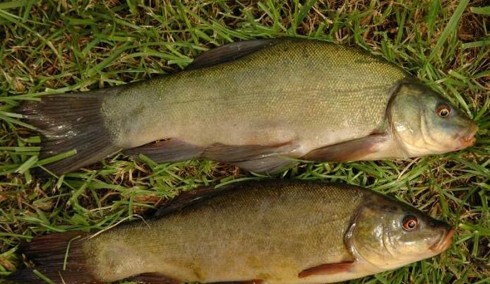  i>tinca tinca /i>)是鲤科,丁鱥属鱼类,也称金鲑鱼,丁鲑鱼,丁鱼岁等