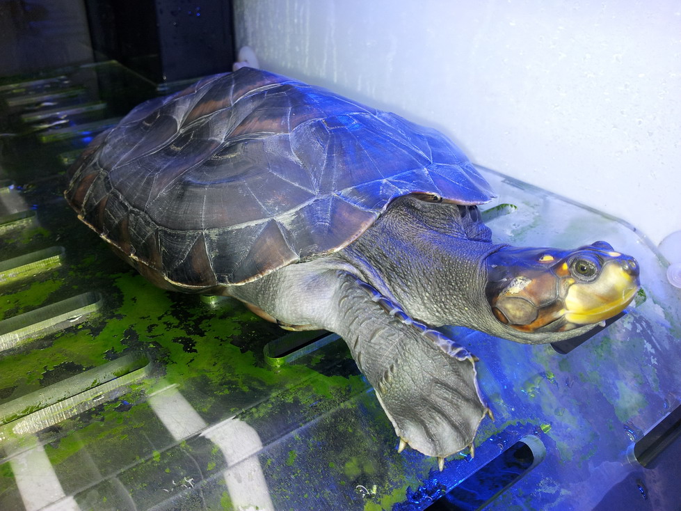  p>黄头侧颈龟(学名: i>podocnemis unifilis /i>)是侧颈龟科,南美侧