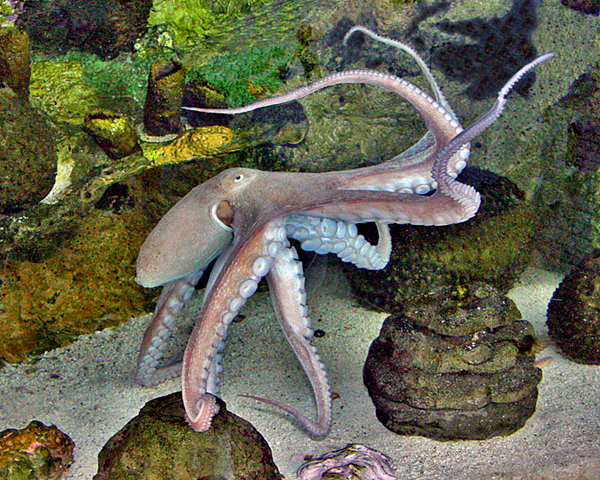 id="tistkmyzr0tr">普通章鱼是八腕目章鱼科章鱼属软体动物,又名望潮