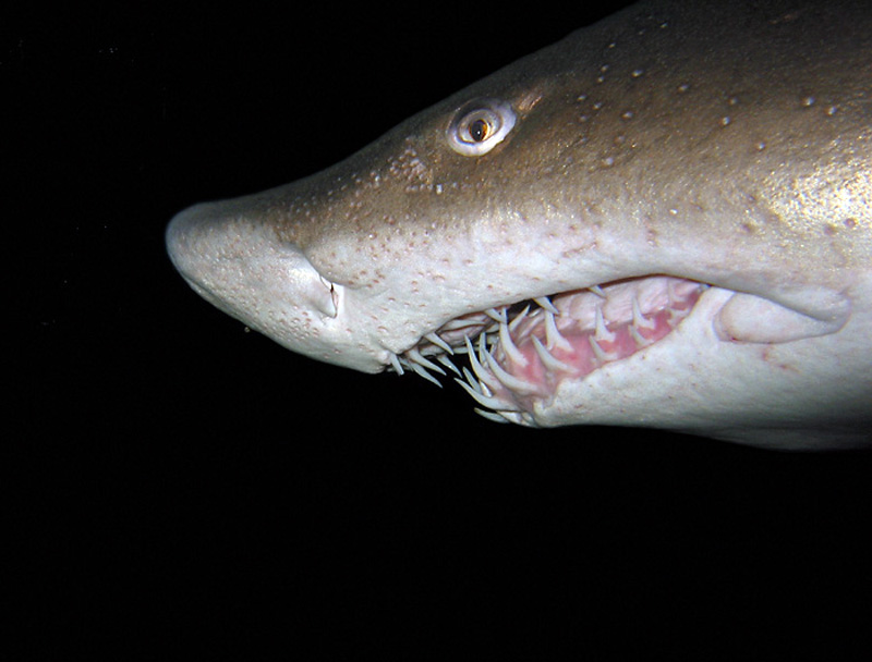  p>噬人鲨(学名: i>carcharodon carcharias /i>)是鲭鲨科,噬人鲨属的