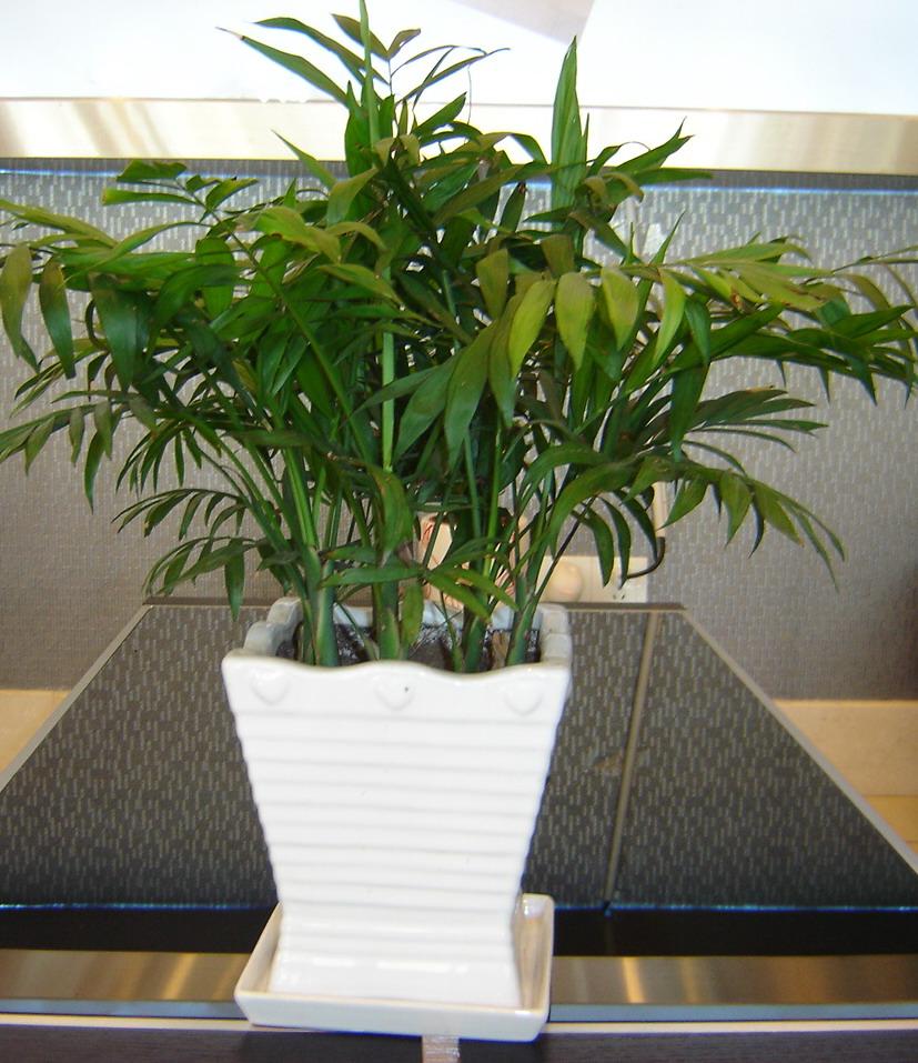  p>富贵椰子学名为拱叶竹节椰( i>chamaedorea cataractarum /i> mart