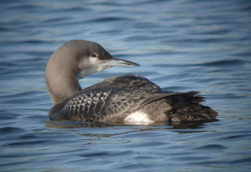 p>潜鸟是潜鸟属的4种鸟类,能潜水.