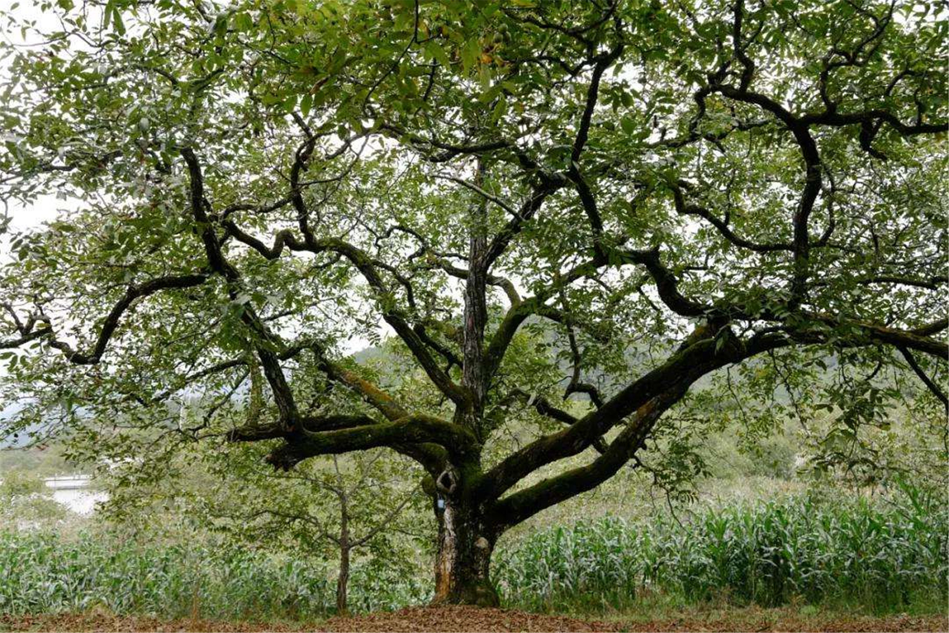  p>胡桃(拉丁学名  i>juglans regia  /i> l. ),俗称核桃 i>.