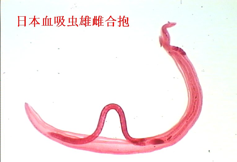  p>日本血吸虫( i>schistosoma japonicum /i> katsurada,1904) 即 a