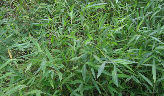 henrard) a target="_blank" href="/item/多年生草本/3514470"