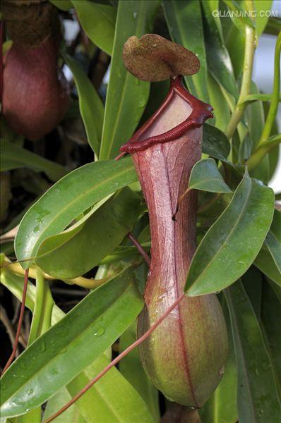 nepenthes l.