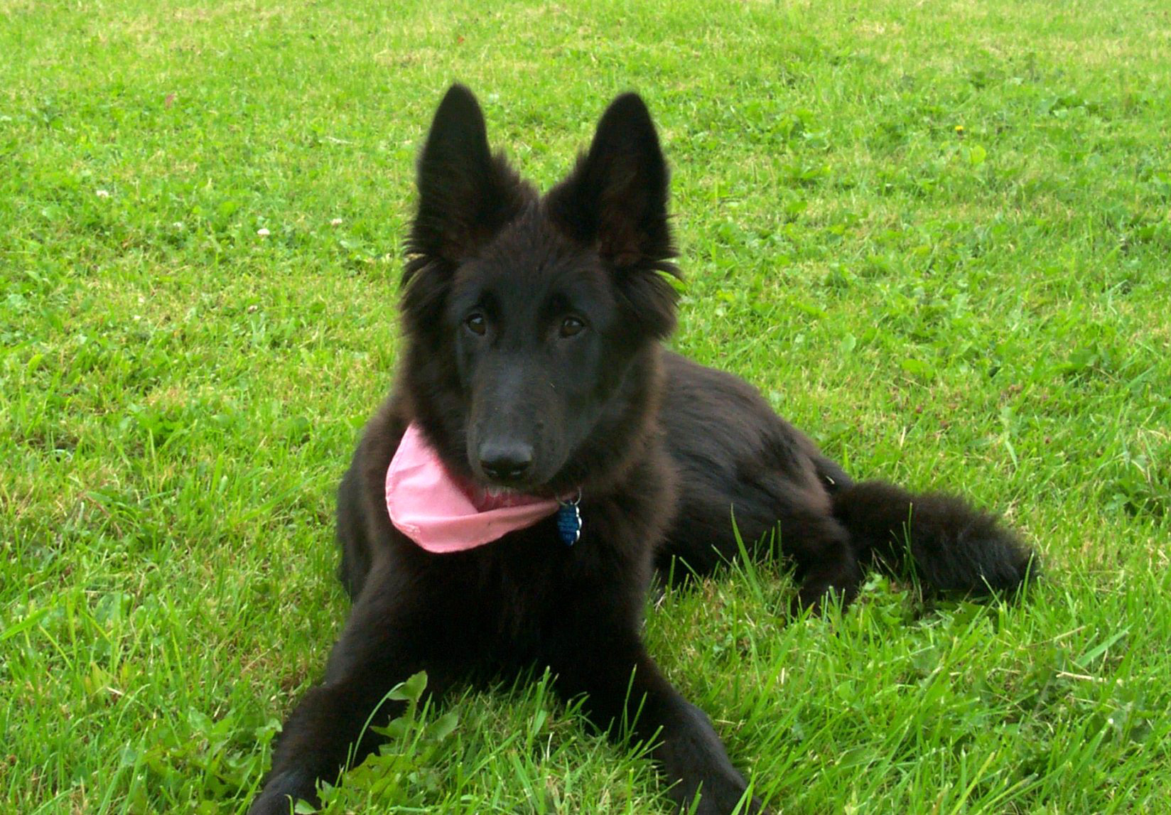  p>比利时牧羊犬(英文名:belgian shepherd dog)是体形略小于 a