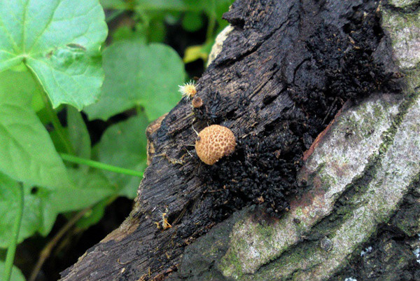 大马勃或 a target="_blank" href="/item/紫色马勃/5376519" data