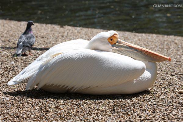  p>白鹈鹕(学名: i>pelecanus onocrotalus /i>),俗名又称 a target="