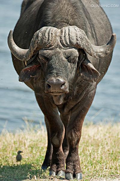 非洲水牛