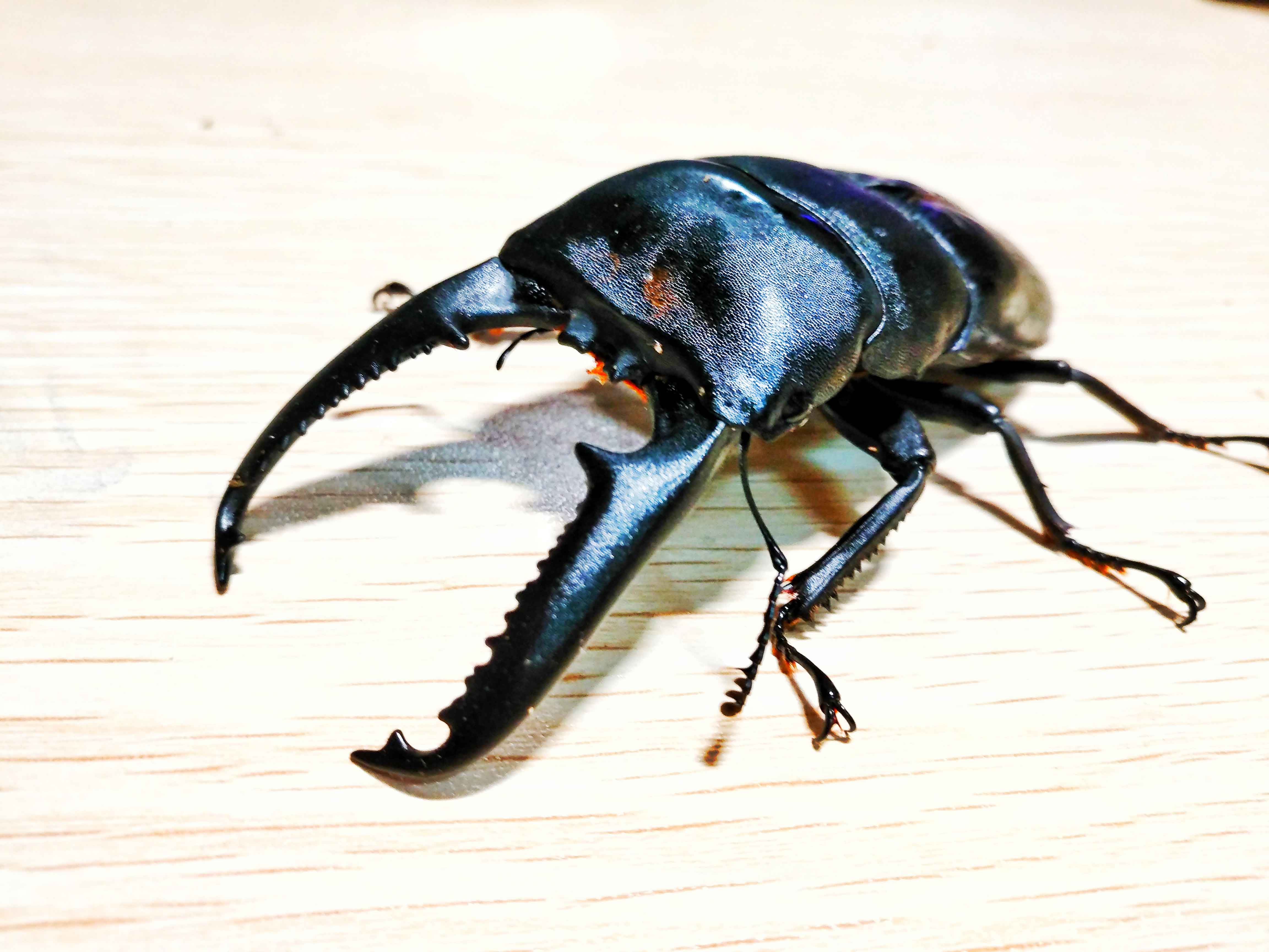 t. palawanicus),是巨扁锹形虫中主要栖息于菲律宾巴拉望岛的种类.