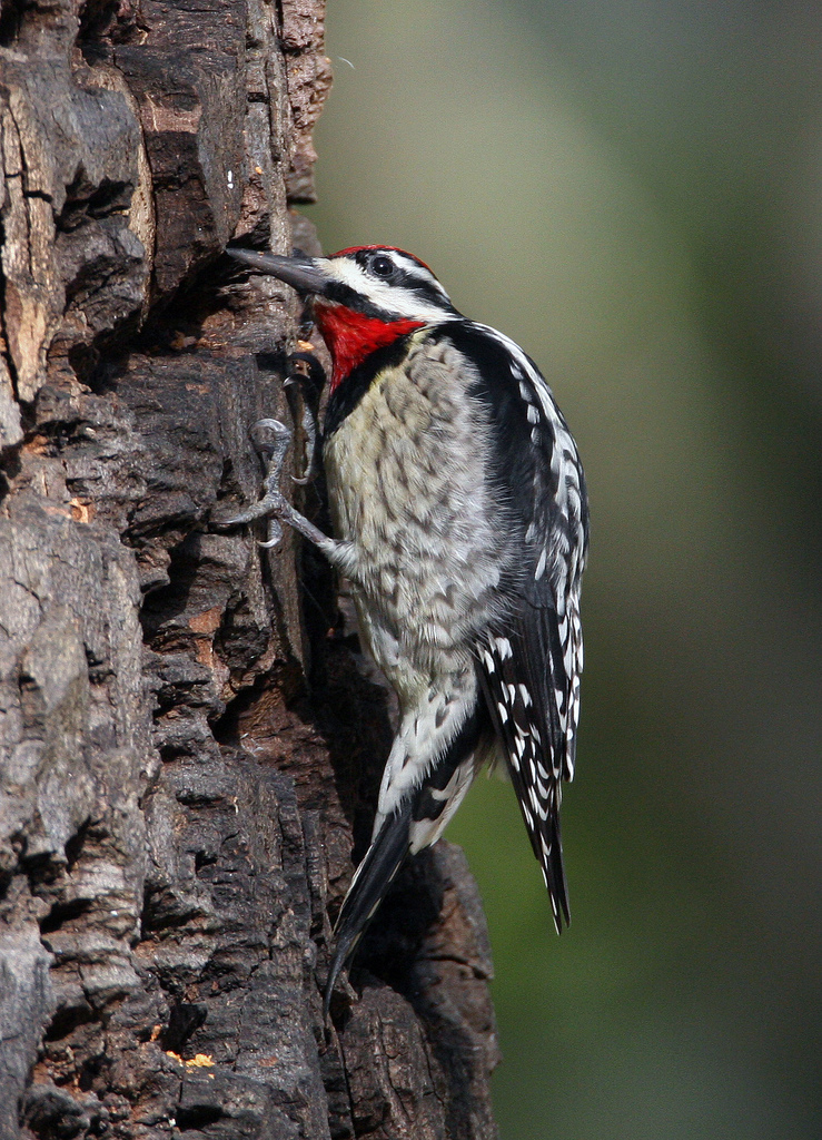  p>吸汁啄木鸟是种吸食树木汁液的啄木鸟.