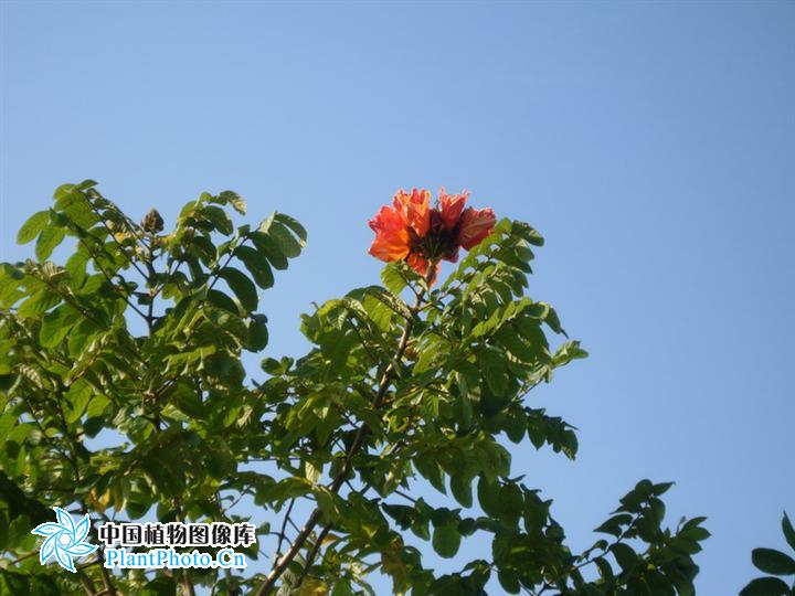  p>火焰树属(学名:spathodea), a target="_blank" href="/item/紫葳