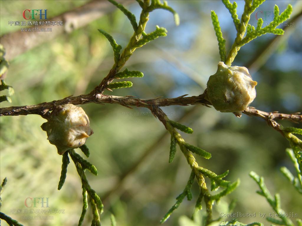  p>翠柏(学名: i>calocedrus macrolepis /i> kurz)是柏科,翠柏属 a