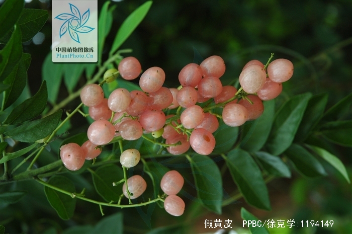  p>假黄皮(学名: i>clausena excavata  /i> burm.f.