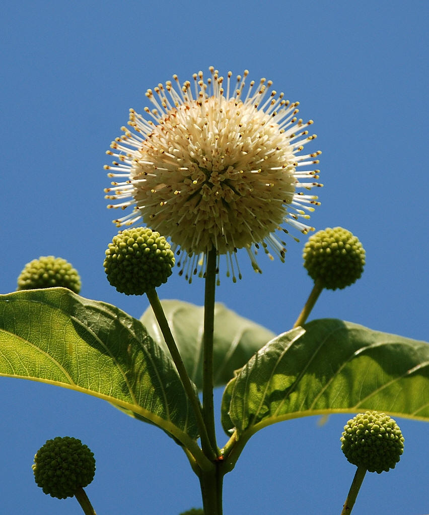 风箱树