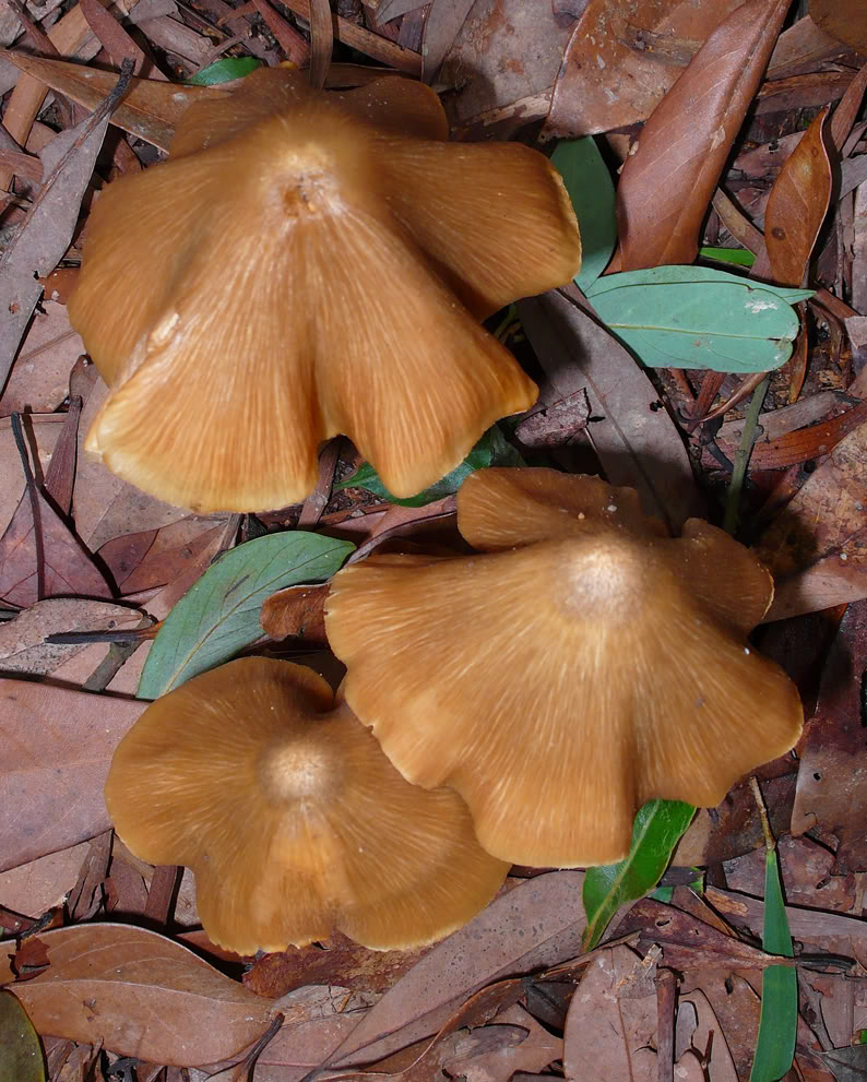  p>粉褶菌科(entolomataceae)是 a>担子菌门 /a>下 a>伞菌目 /a>的一