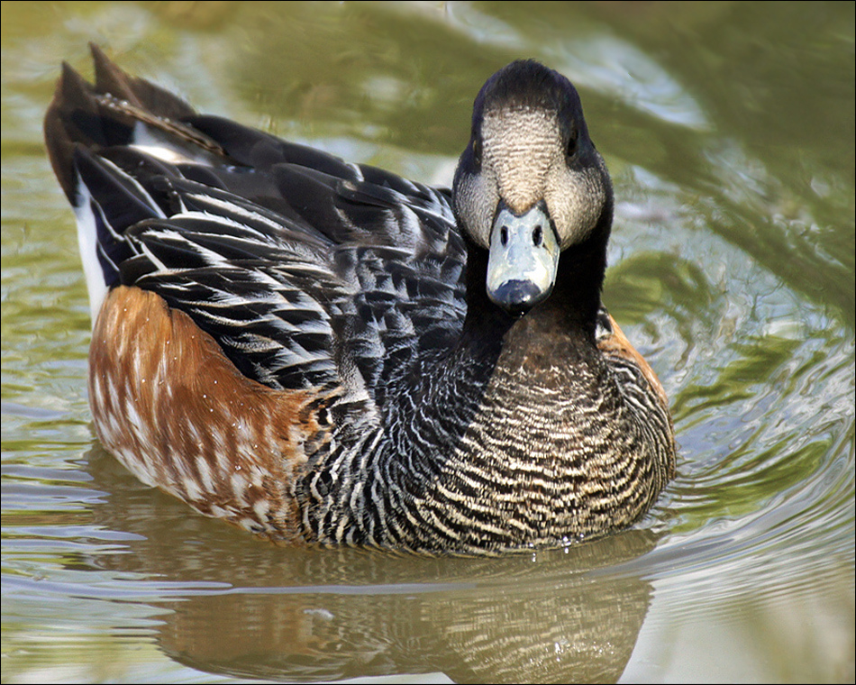  p>黑白斑胸鸭(学名:anas sibilatrix)属鸭科鸭属中型 a target="