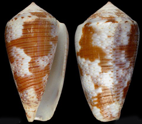  p>欢喜芋螺是 a> /a>是芋螺科芋螺属的一种贝类动物.