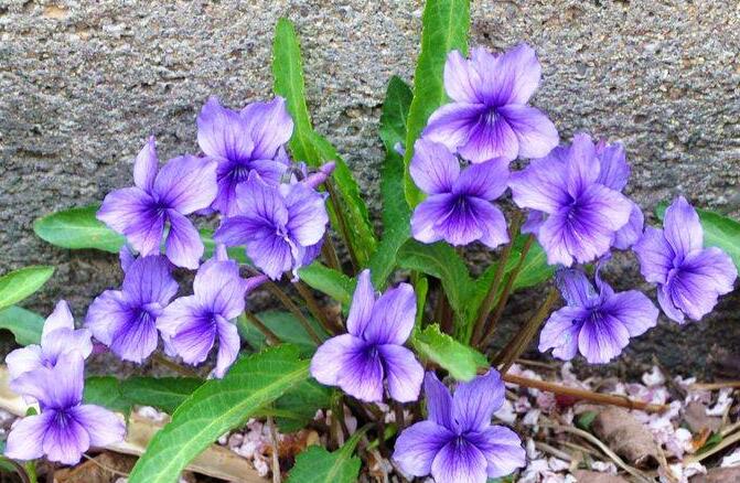  p>柔毛堇菜(学名:viola principis)是堇菜科堇菜属的多年生草本植物.