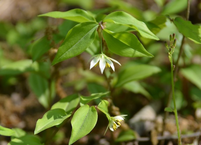  p>宝珠草是百合科 a href="#" data-lemmaid=