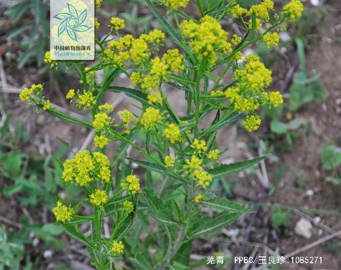 是十字花科,芸苔属二年生 a target="_blank" href="/item/草本">