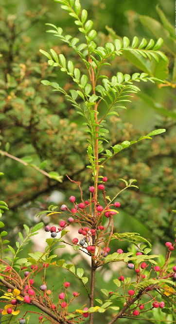  p>清香木(学名: i>pistacia weinmannifolia  /i>j.