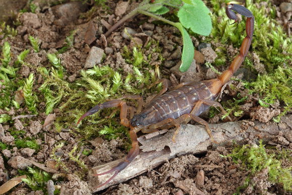  p>中华盾狼蝎曾经生活在上海,但是不明原因的消失了,一些外国的蝎友