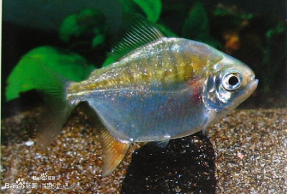  /a> /p> p>草食性,性情温和,具有显著群游性,喜欢躲藏鱼水草丰盛的水