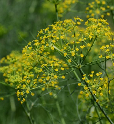  p>茴香(学名: i>foeniculum vulgare /i> mill.)伞形科草本,高0.
