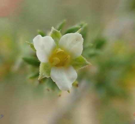  p>绵刺(学名: i>potaninia mongolica /i> maxim.