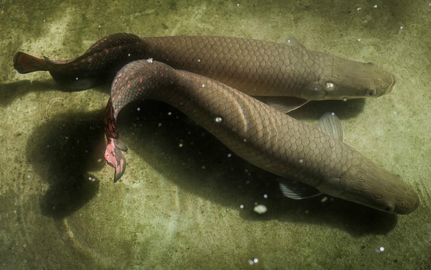  p>巨骨舌鱼(学名: i>arapaima gigas /i>):是辐鳍鱼纲,骨舌鱼目,巨骨
