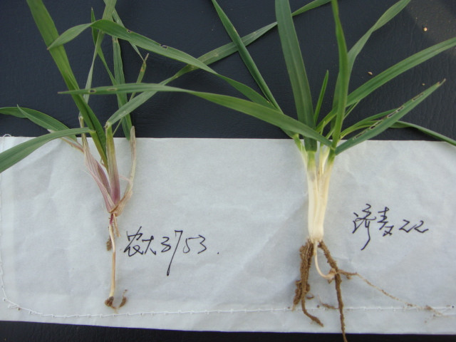  p>分蘖(tiller) 音:fēn niè.